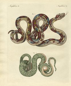 Awful snake